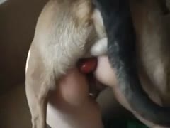 Angry and horny dog banging a hot beastie gal